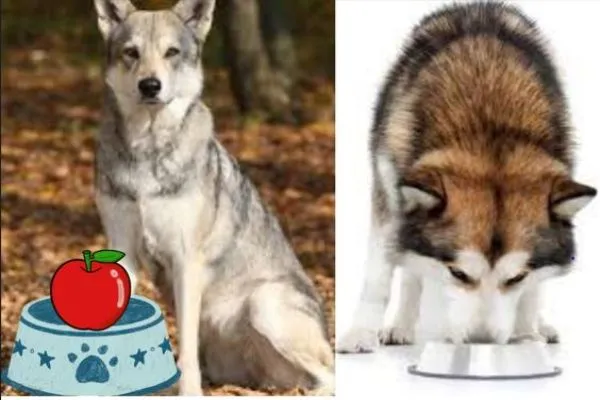 wolf dog vs husky diet