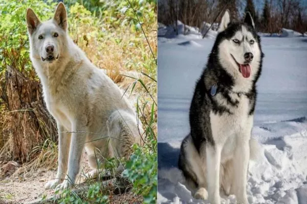 wolf dog vs husky temperament