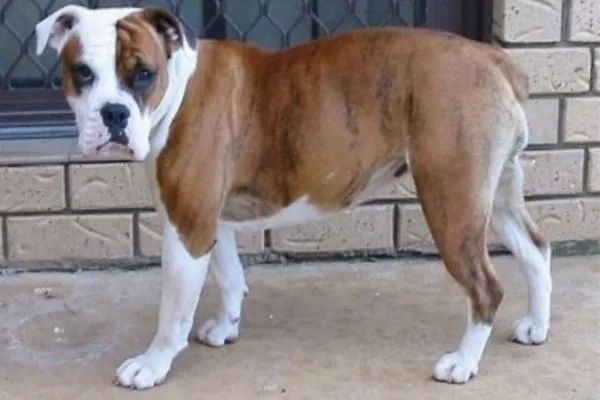 Australian Bulldog