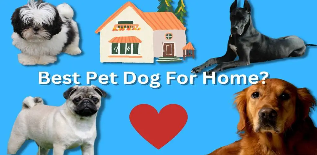 Best Pet Dog For Home in India