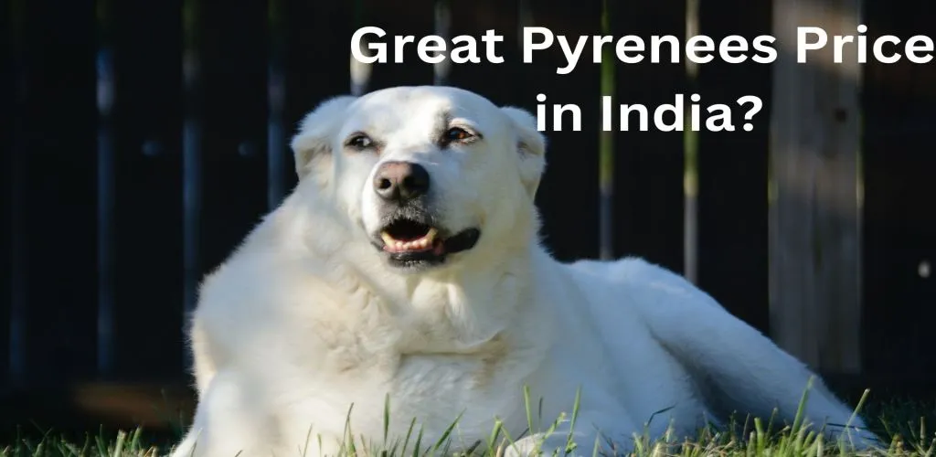 Great Pyrenees Price in India