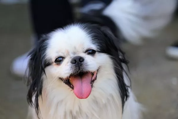 Japanese chin dog breed