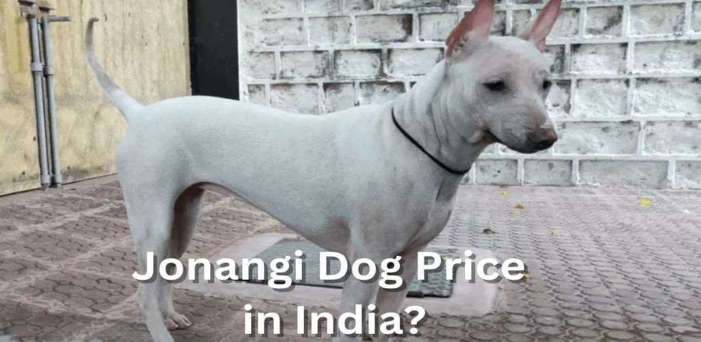 Jonangi Dog Price in India