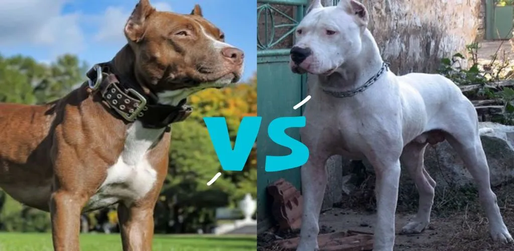Pitbull vs Dogo Argentino