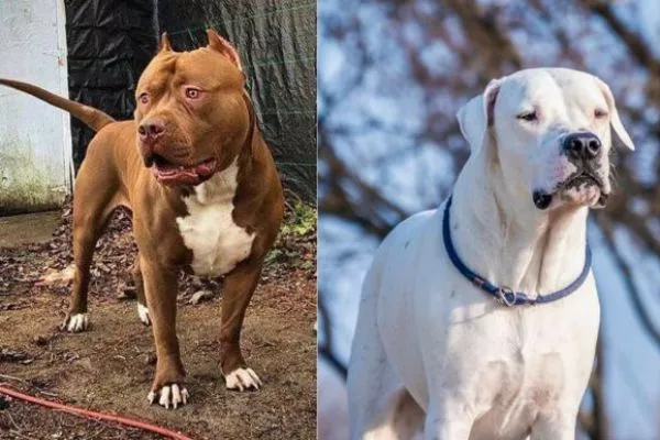 Pitbull vs Dogo Argentino temperament