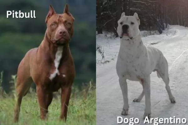 Pitbull vs Dogo Argentino