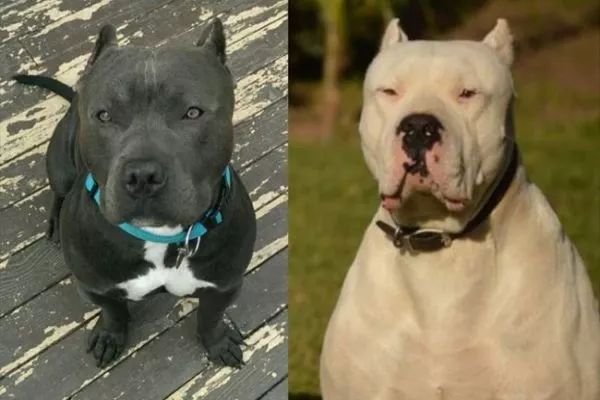 Pitbull vs Dogo argentino trainability