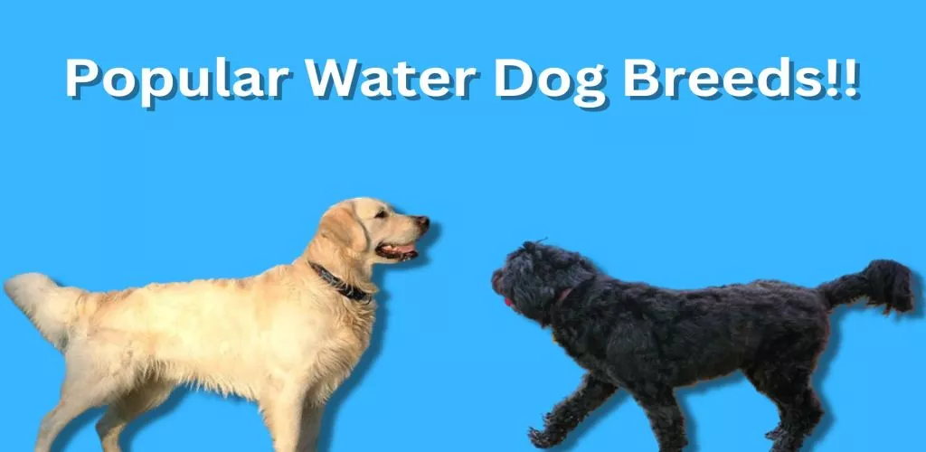 Water Dog Breeds in the World