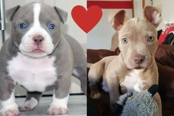 american bully vs pitbull dog price