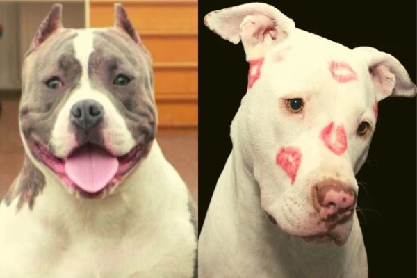 american bully vs pitbull dog temperament