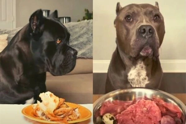 cane corso vs pibull diet