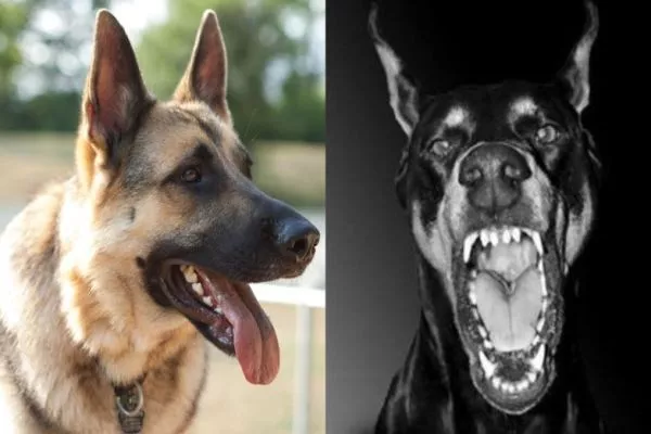 doberman vs german shepherd bite force