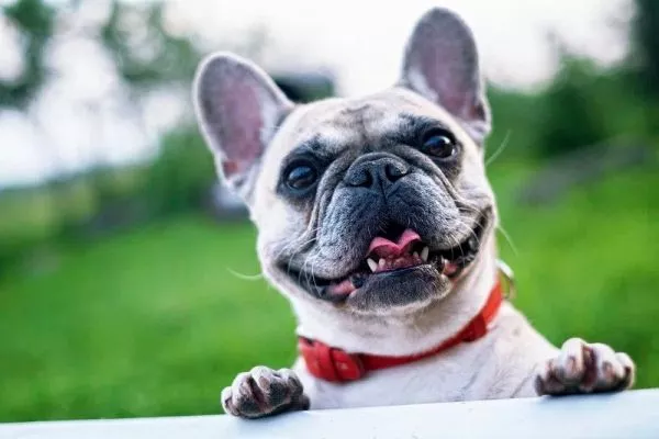 Best Pet Dog For Home in India