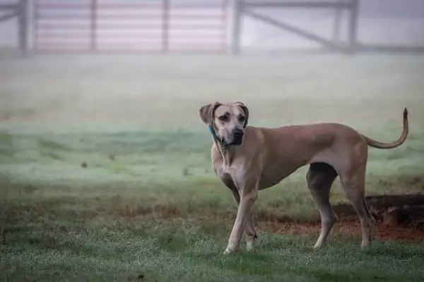 most protective dog breed