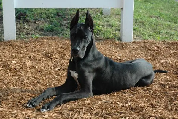 great dane lying