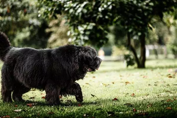 newfoundland dog