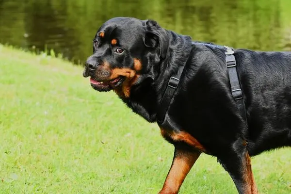 Best Pet Dog For Home in India