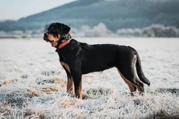 rottweiler breed