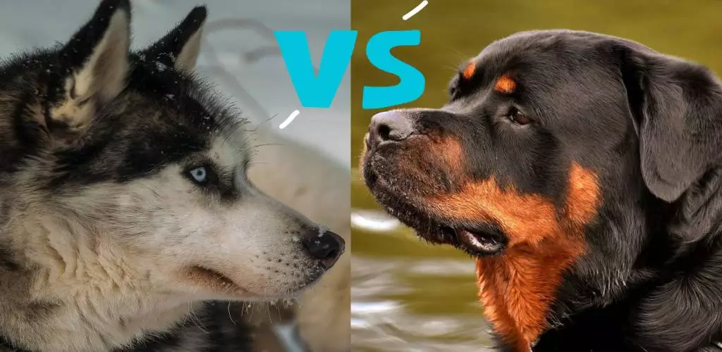 siberian husky vs Rottweiler