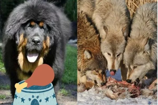 are wolves bigger than mastiffs