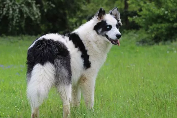 Russian dog breeds