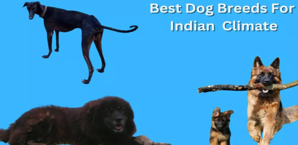 Best Dog Breeds For Indian Climate