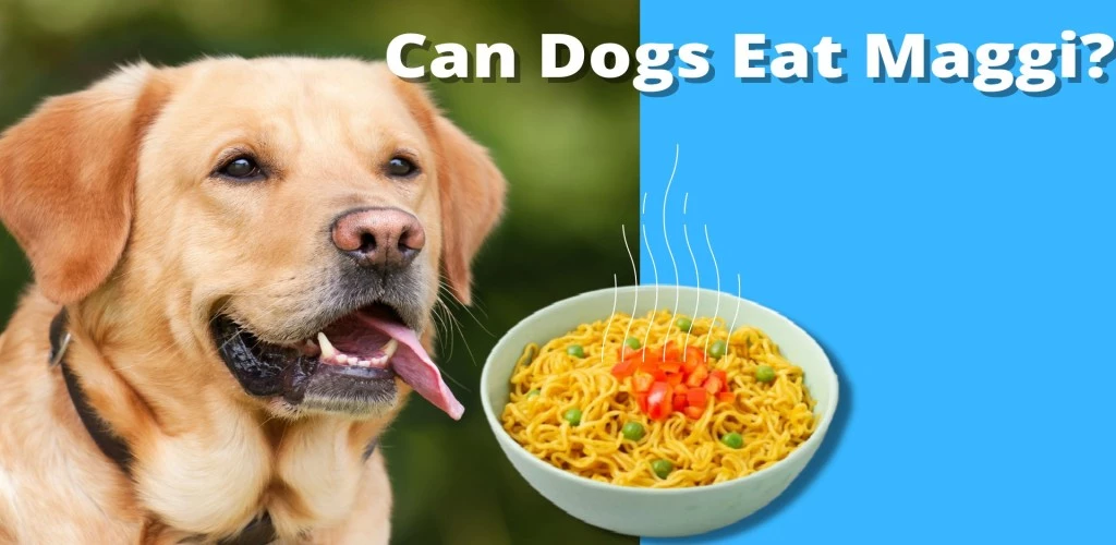 Can Dogs Eat Maggi