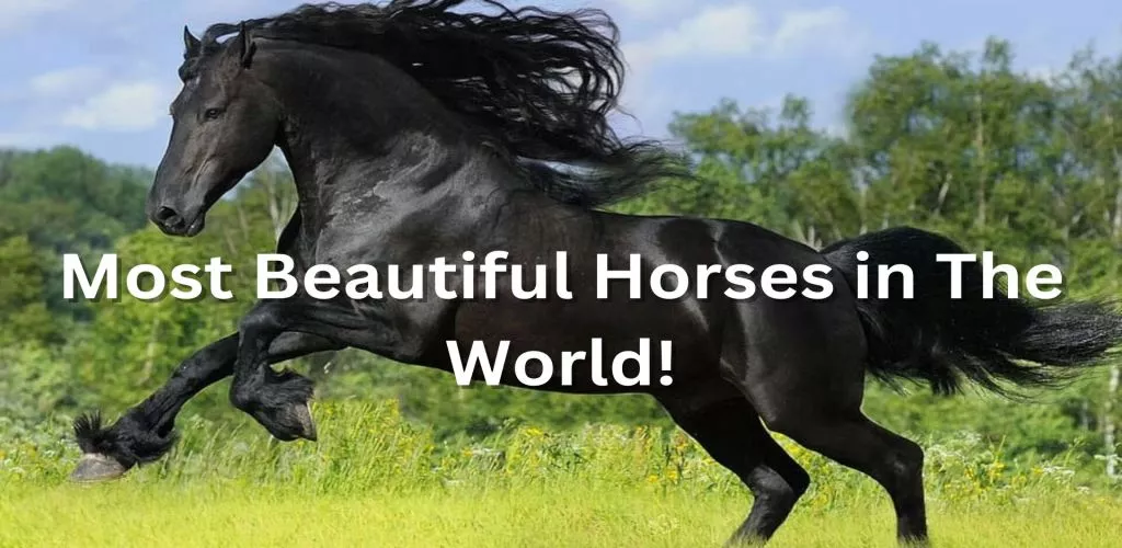 Most Beautiful Horses in The World