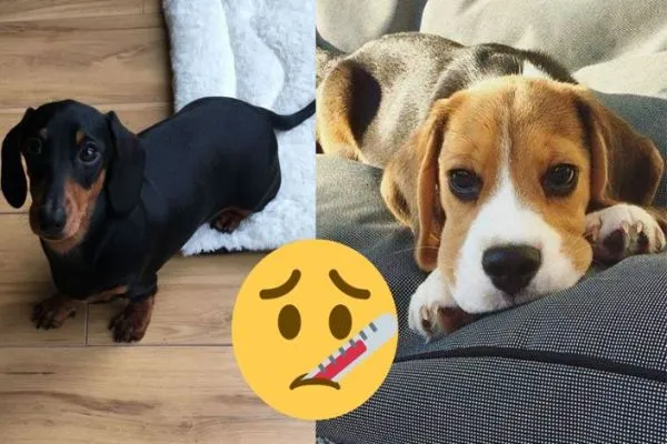 dachshund vs beagle health issues