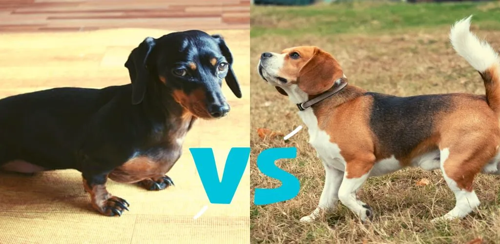 dachshund vs beagle