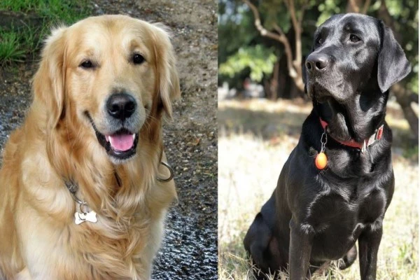 golden retriever vs labrador Trainability