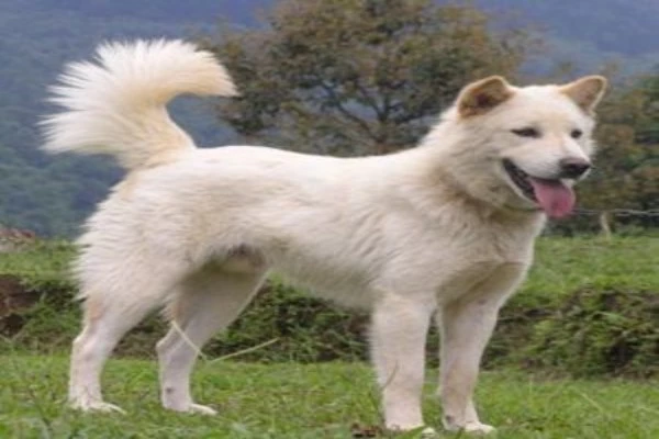 kanitmani dog appearance