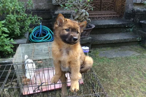 kintamani dog puppy