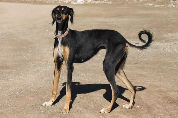 maratha hound