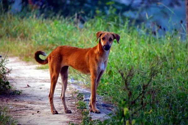 Best Dog Breeds For The Indian climate