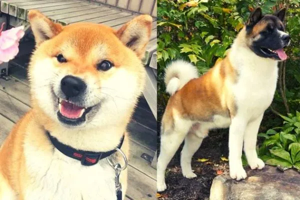 shiba inu vs akita temperament