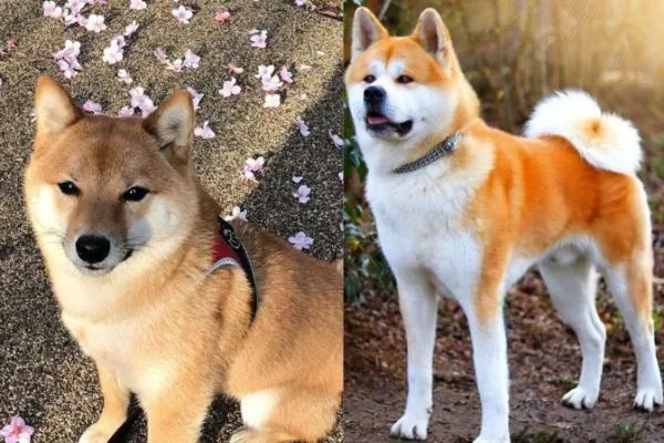 shiba inu vs akita trainability