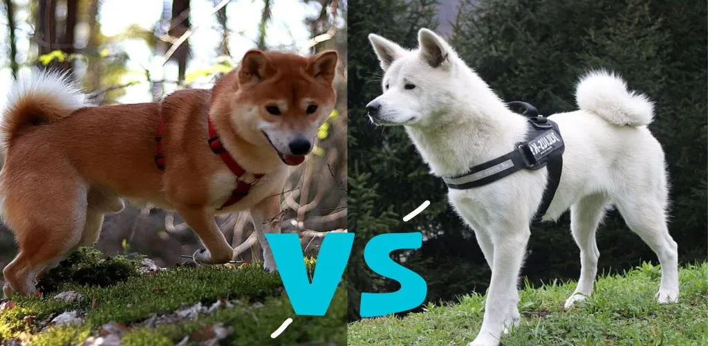 shiba inu vs akita