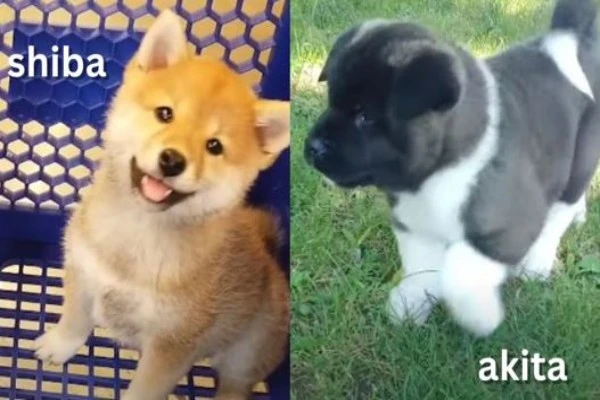 puppy