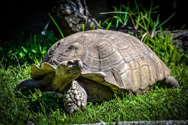 tortoise in the grass