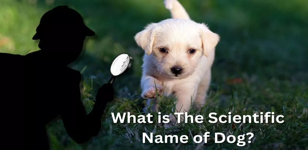 what is the scientific name of the dog