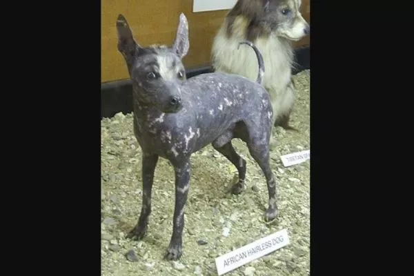 African hairless dog
