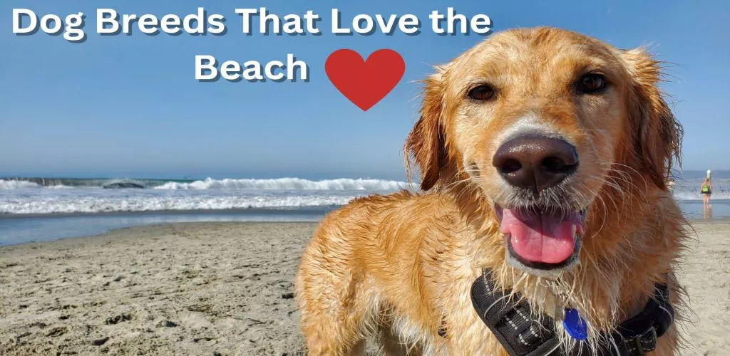 Dog Breeds That Love the Beach