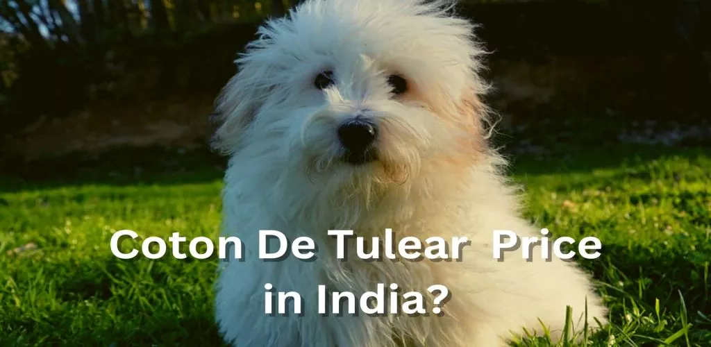 coton de tulear price in India