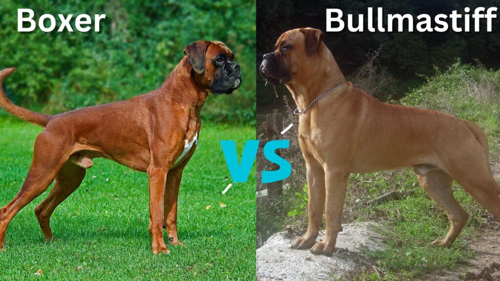 Boxer vs bullmastiff
