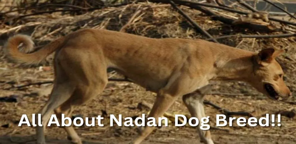 Nadan Dog Breed