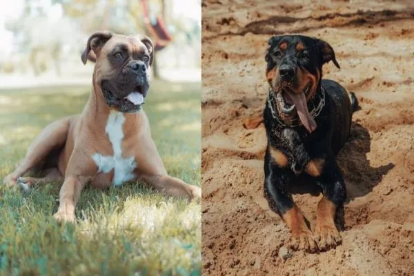 boxer dog vs rottweiler adaptability