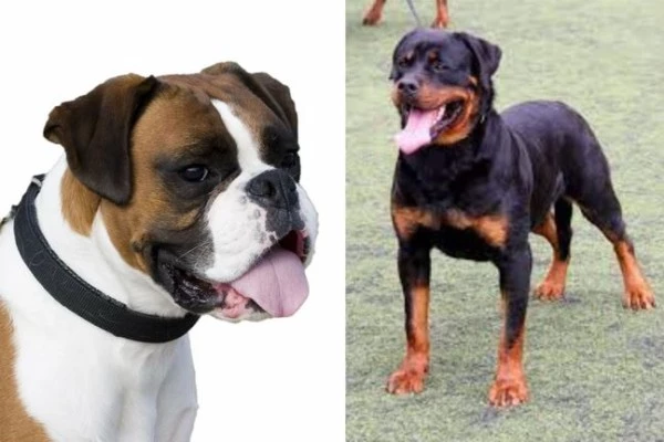 boxer dog vs rottweiler temperament