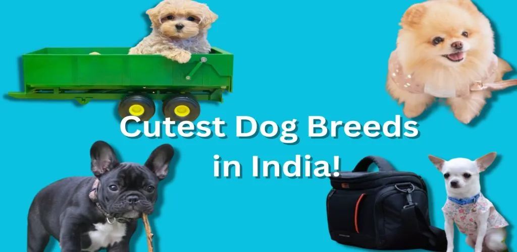 cutest dog breeds in India