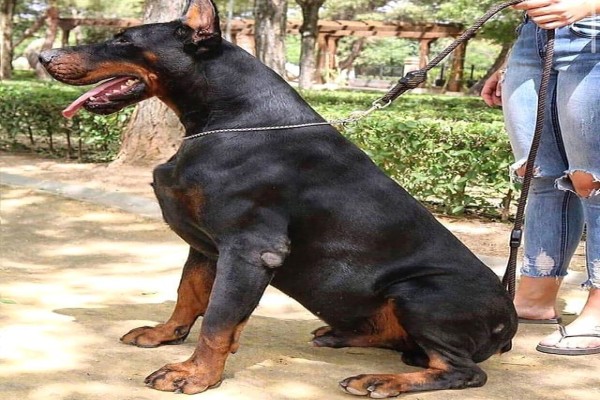 doberamn huge